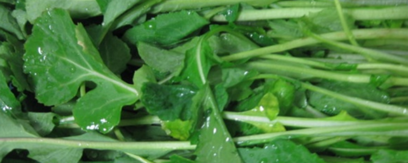 苔菜是莴笋吗
