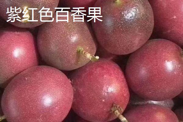 百香果有哪些品种，黄色百香果不宜鲜食