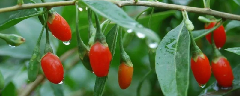 枸杞树生虫怎么办