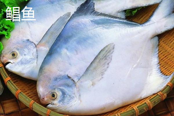 鲳鱼和武昌鱼是不是同一种鱼，二者体型扁平但仍有区别