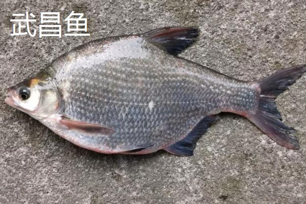 鲳鱼和武昌鱼是不是同一种鱼，二者体型扁平但仍有区别