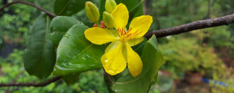 油渣怎么给花怎样施肥