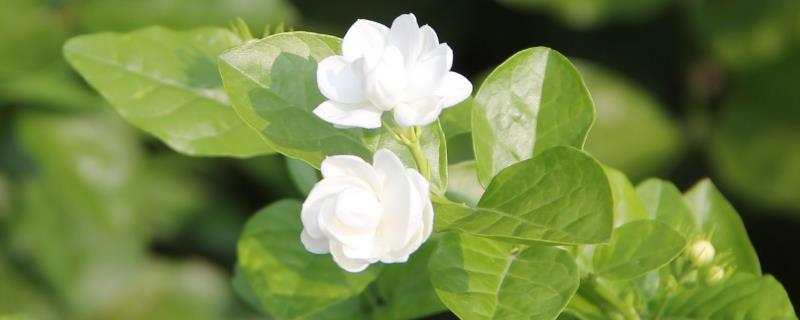 茉莉花能不能食用