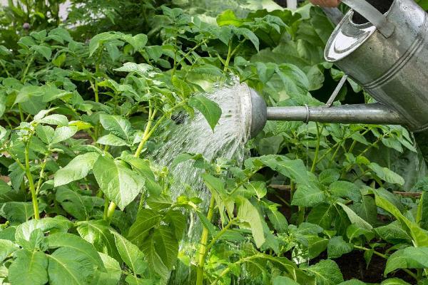 土豆长多高需要掐尖，掐尖是为了节省养分供应给块茎