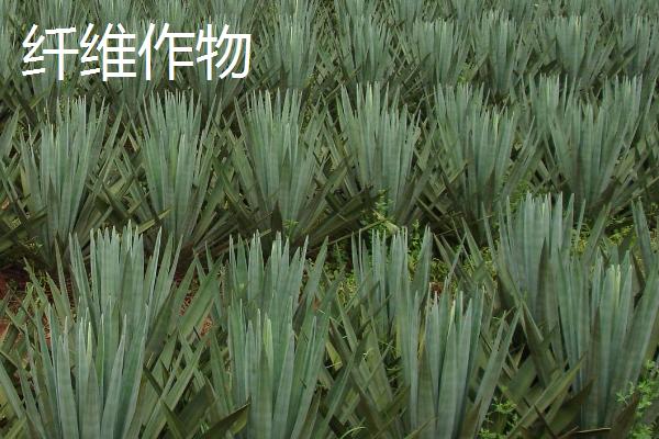 经济作物是指什么，又称“技术作物”或工业原料作物