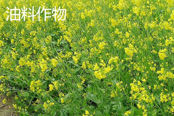 经济作物是指什么，又称“技术作物”或工业原料作物