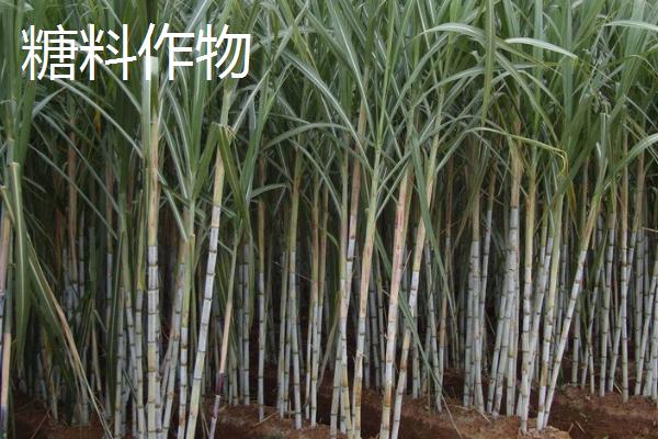 经济作物是指什么，又称“技术作物”或工业原料作物