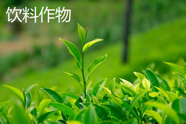 经济作物是指什么，又称“技术作物”或工业原料作物