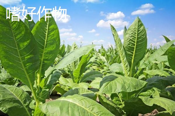 经济作物是指什么，又称“技术作物”或工业原料作物