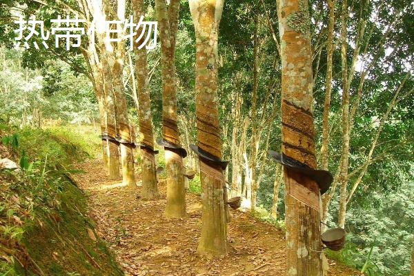 经济作物是指什么，又称“技术作物”或工业原料作物