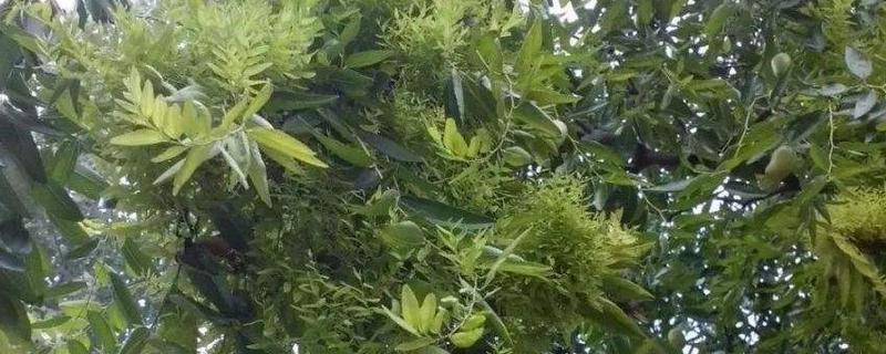 枣树疯病害怎么治