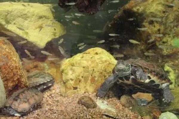 鱼缸养乌龟是否会被淹死，水位过高很难养活