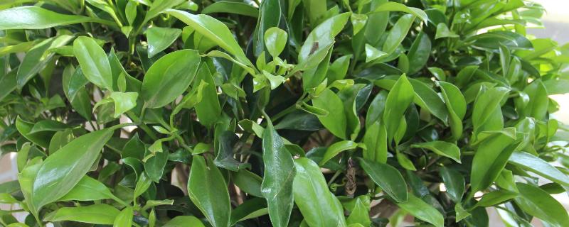 非洲茉莉掉叶子的原因