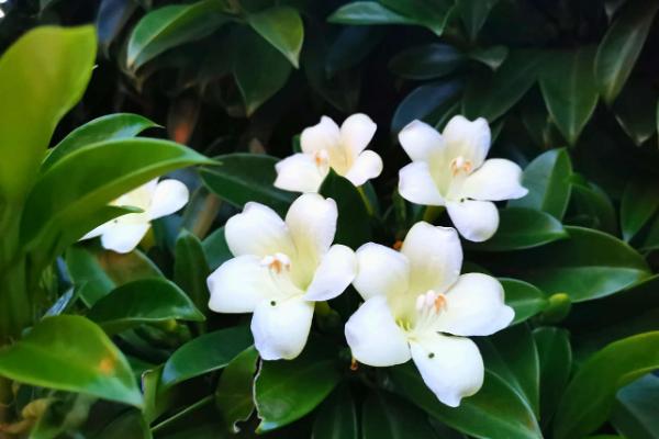 非洲茉莉掉叶子的原因，生长环境很重要