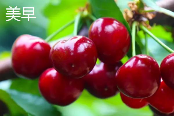超过30克的大樱桃品种，红灯樱桃属于中型大果