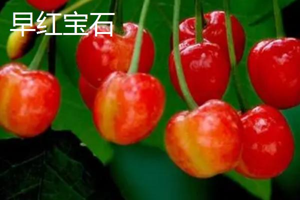 超过30克的大樱桃品种，红灯樱桃属于中型大果
