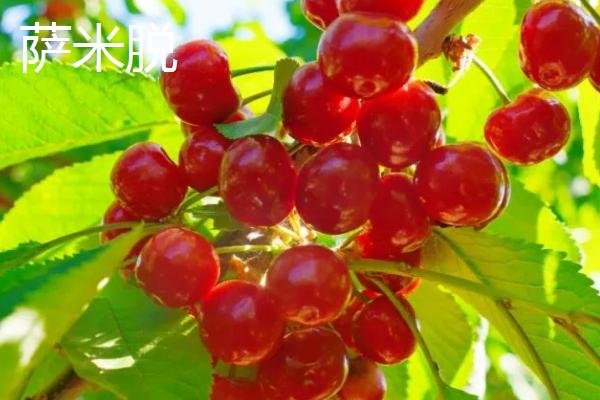 超过30克的大樱桃品种，红灯樱桃属于中型大果