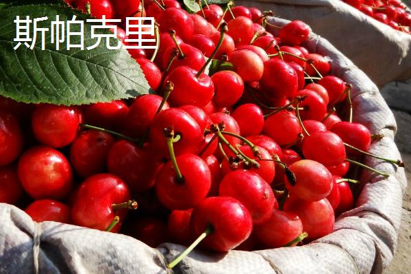 超过30克的大樱桃品种，红灯樱桃属于中型大果