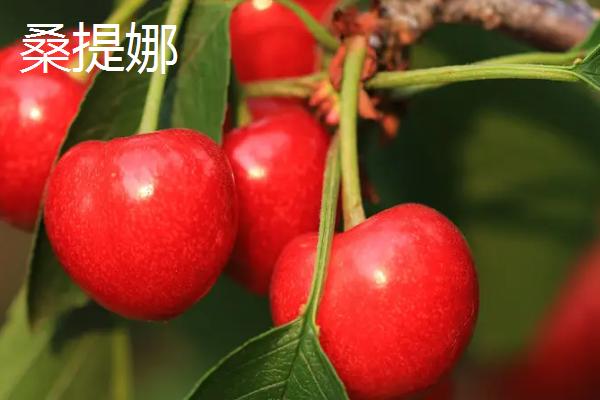超过30克的大樱桃品种，红灯樱桃属于中型大果