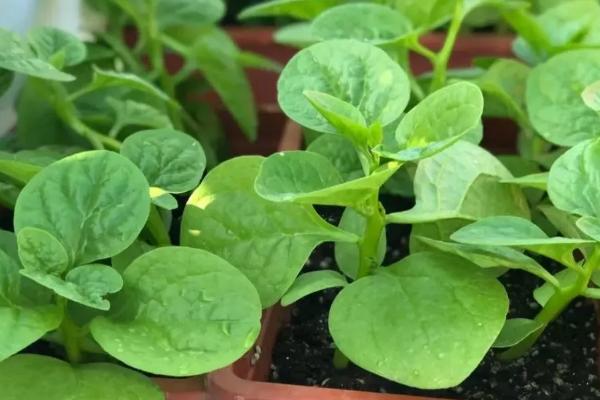 木耳菜蛇眼病的农药防治技术，发病初期可用无公害农药防治