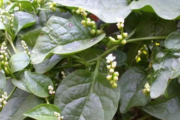 木耳菜蛇眼病的农药防治技术，发病初期可用无公害农药防治