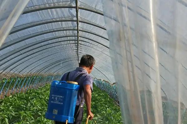 辣椒用什么叶面肥高产，不同的生长阶段所需肥不同
