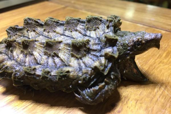 鳄龟能不能混养，是一种凶猛的肉食性动物