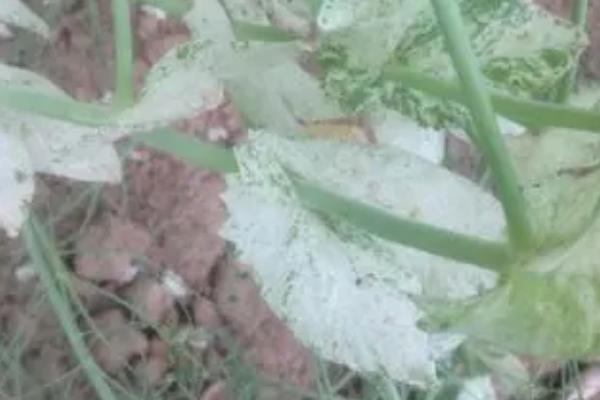 豌豆白粉病的发生规律，可通过雨水溅射传播