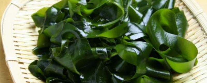 裙带菜是海草吗