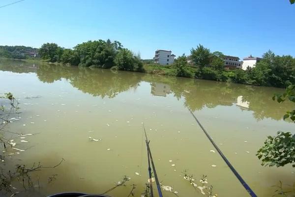 夏天野钓应钓近还是钓远，早上或傍晚均可近钓