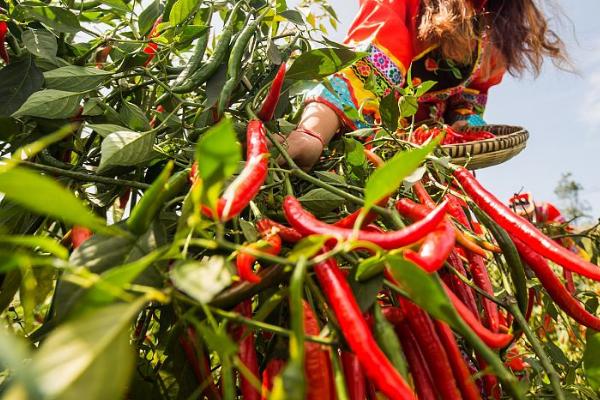 辣椒高产种植方法，合理倒茬非常关键