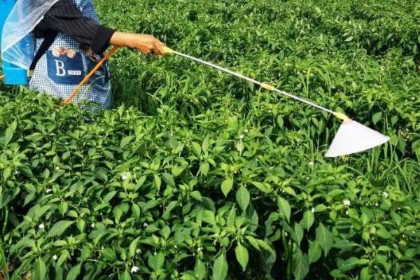 辣椒高产种植方法，合理倒茬非常关键
