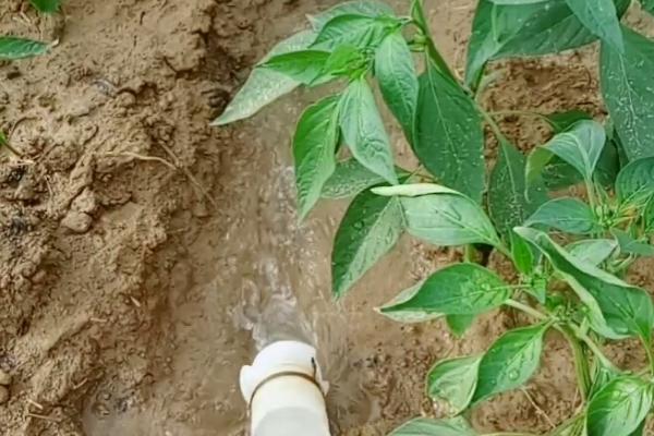 辣椒高产种植方法，合理倒茬非常关键