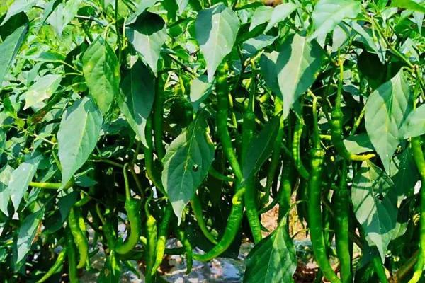 辣椒高产种植方法，合理倒茬非常关键