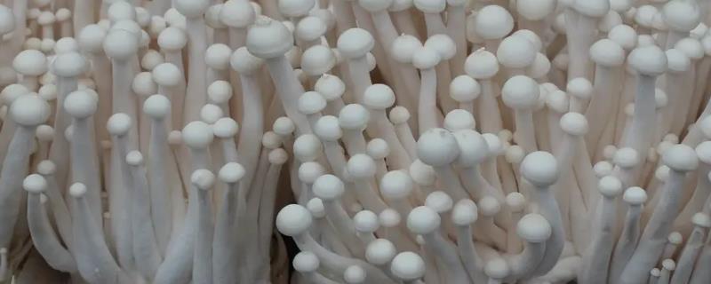 海鲜菇的亩产量