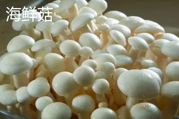 海鲜菇的亩产量，受到暴晒会大大减产