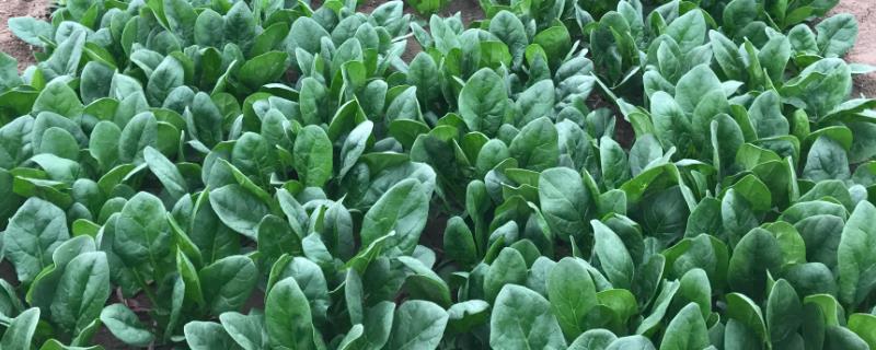菠菜病虫害防治方法
