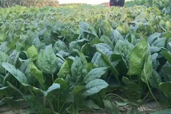菠菜病虫害防治方法，主要有霜霉病和炭疽病