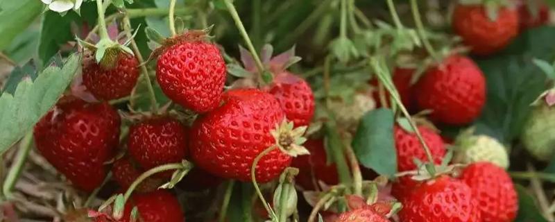 冬季草莓种植技术
