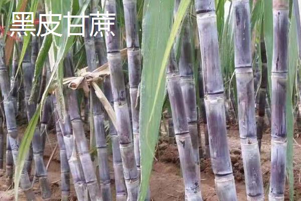甘蔗的品种，各具特色