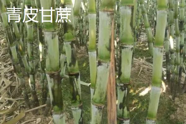 甘蔗的品种，各具特色