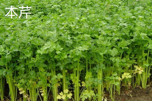 芹菜几月上市，一年四季都可以买到