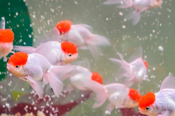 金鱼吃水草是不是因为没吃饱，可能是由于饥饿所导致