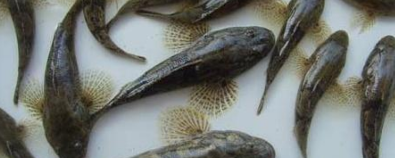 沙塘鳢一年能长多大