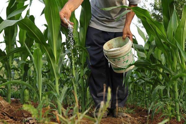 玉米追肥误区，追肥量应取决于土壤肥力与品种特性