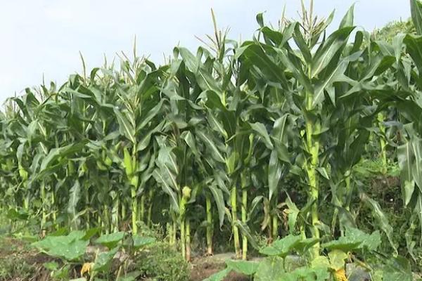 超高产玉米种植方法，首先要选择优良品种