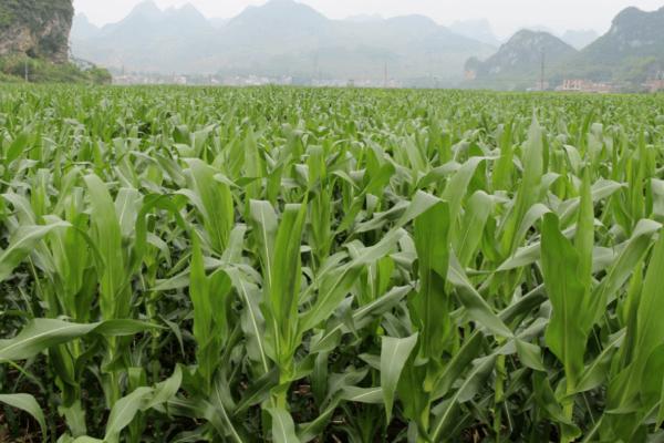 超高产玉米种植方法，首先要选择优良品种
