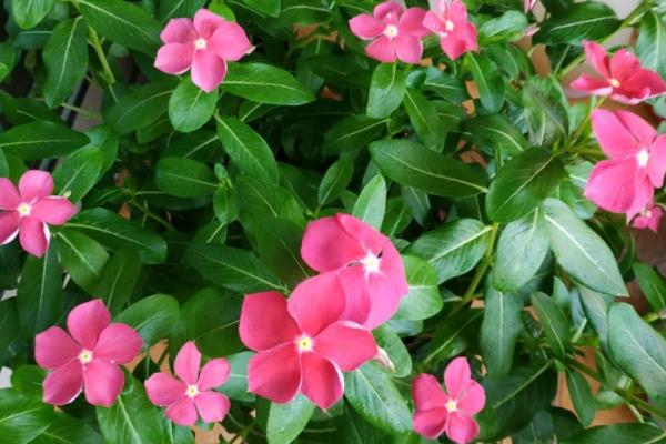 长春花叶子发黄的原因及防治办法，需对症下药