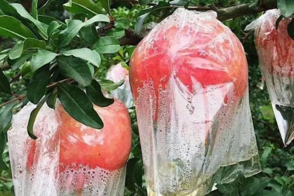 石榴树何时结果，果期多为9-10月份