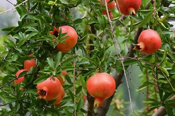 石榴树何时结果，果期多为9-10月份
